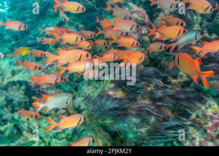 Polinesia Francese, Moorea. Scuola di soldato e corallo. Foto Stock