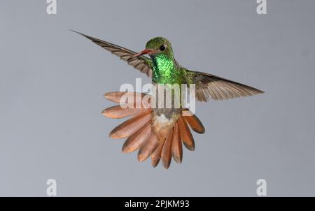 Hummingbird dalla coda rufosa, Costa Rica, America Centrale Foto Stock