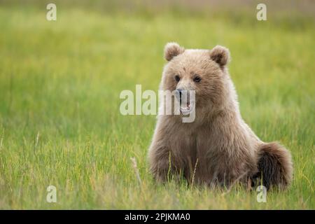 Marrone orso culo che mangia erbe di sedge. Foto Stock