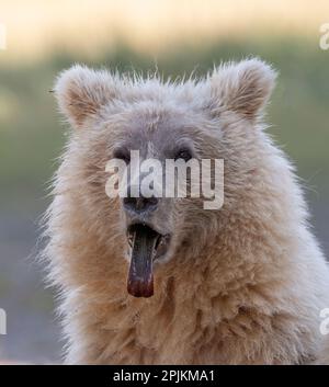 Cucciolo di orso marrone che sporge dalla lingua. Foto Stock