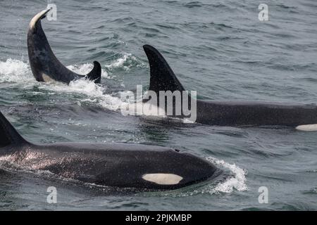 Una famiglia di orche nuota lungo Icy Strait, Alaska. Foto Stock