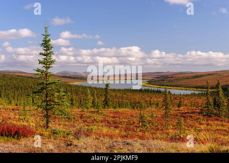 USA, Alaska, Kotzebue, fiume Noatak. Colori autunnali lungo il fiume Noatak. Foto Stock