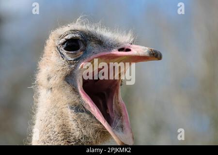 Wild Place Project, Bristol, Regno Unito. 3rd aprile 2023. Il batterista The Ostrich è l'ultimo arrivato al Wild Place Project, si è appena trasferito dalla sua ex casa allo zoo di Welsh Mountain. Come batterista è un ragazzo, purtroppo non può aiutare con uova di Pasqua extra-large. Sostenere le specie minacciate e la conservazione è fondamentale per Wild Place, che ha in programma di portare in futuro alcuni ostridi dal collo rosso del Nord Africa in via di estinzione. Il batterista (uno struzzo comune) sarà essenziale per lo zoo per imparare tutto sulla cura dello struzzo prima del loro arrivo. Gestito dalla Bristol Zoological Society, Wild Place Project, nell'outsk Foto Stock