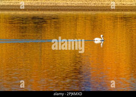 USA, Colorado, Loveland. Il pellicano bianco americano nuota nel lago Donath. Foto Stock