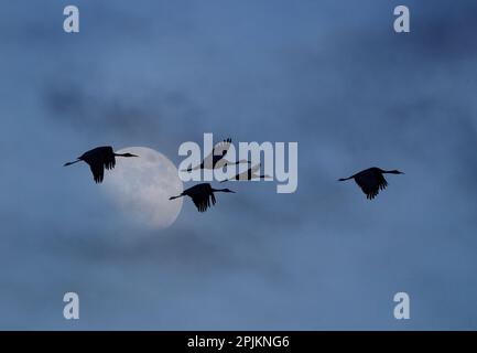 USA, New Mexico. Bosque del Apache National Wildlife Refuge con gru di sabbia in volo con la luna che si mostra attraverso le nuvole Foto Stock