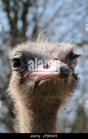 Wild Place Project, Bristol, Regno Unito. 3rd aprile 2023. Il batterista The Ostrich è l'ultimo arrivato al Wild Place Project, si è appena trasferito dalla sua ex casa allo zoo di Welsh Mountain. Come batterista è un ragazzo, purtroppo non può aiutare con uova di Pasqua extra-large. Sostenere le specie minacciate e la conservazione è fondamentale per Wild Place, che ha in programma di portare in futuro alcuni ostridi dal collo rosso del Nord Africa in via di estinzione. Il batterista (uno struzzo comune) sarà essenziale per lo zoo per imparare tutto sulla cura dello struzzo prima del loro arrivo. Gestito dalla Bristol Zoological Society, Wild Place Project, nell'outsk Foto Stock