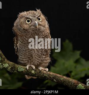 Eastern Screech-OWL, Pennsylvania centrale Foto Stock