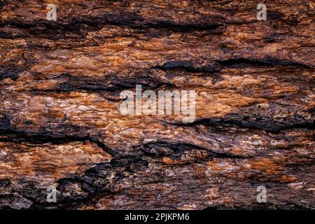 Stati Uniti, Washington state, Seabeck. Primo piano della corteccia di abete Douglas. Foto Stock