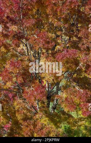 Stati Uniti, Stato di Washington. Vicino Preston autunno albero colorato in tonalità bronzo Foto Stock