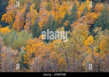 Stati Uniti, Stato di Washington. Big Leaf Acero alberi nei colori autunnali vicino a Darrington fuori dall'autostrada 530 Foto Stock