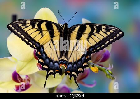 Stati Uniti, Washington state, Sammamish. Farfalla swallowtail della tigre orientale su Orchid Foto Stock