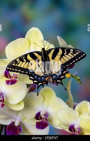 Stati Uniti, Washington state, Sammamish. Farfalla swallowtail della tigre orientale su Orchid Foto Stock