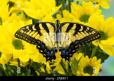 Stati Uniti, Washington state, Sammamish. Farfalla di coda di rondine della tigre orientale Foto Stock