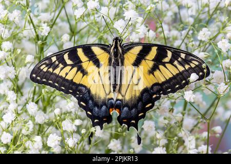 Stati Uniti, Washington state, Sammamish. Farfalla di coda di rondine della tigre orientale Foto Stock