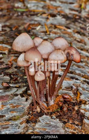 Stati Uniti, Washington state, Sammamish. Funghi che crescono su log di ontano caduta Foto Stock