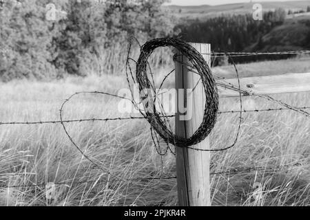 USA, Washington state, Whitman County, Palouse. Recinzione di filo spinato Posts. Foto Stock