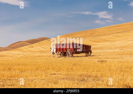 USA, Washington state, Whitman County, Palouse. Raccolta di grano. Attrezzature di trebbiatura vecchio stile. Foto Stock