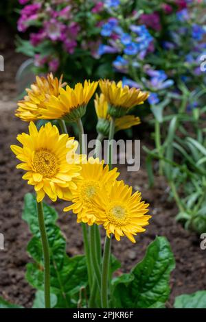 Issaquah, Stato di Washington, Stati Uniti. Garvinea Dolce Smile Gerber margherite (fiori gialli). Foto Stock