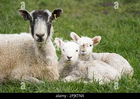 Gli agnelli primaverili appena nati nella fattoria Nethermorton al Moreton Morrell College nel Warwickshire. Data immagine: Lunedì 3 aprile 2023. Foto Stock