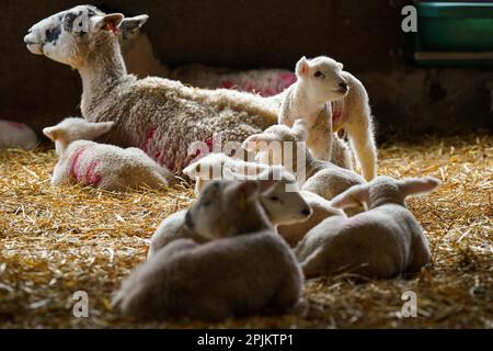 Gli agnelli primaverili appena nati nella fattoria Nethermorton al Moreton Morrell College nel Warwickshire. Data immagine: Lunedì 3 aprile 2023. Foto Stock