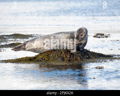 Foca del porto vicino a Djupavik in Islanda. I Westfjords (Vestfirdir) nella regione Strandir. Europa, Islanda Foto Stock