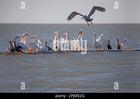 Atterraggio pellicano marrone con pellicani bianchi americani e cormorani a doppia crestata sulla barriera corallina delle ostriche Foto Stock