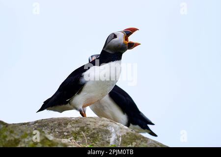 Pulcinelle atlantiche dall'isola lunga nelle isole tresnish al largo dell'isola di mul in scozia Foto Stock