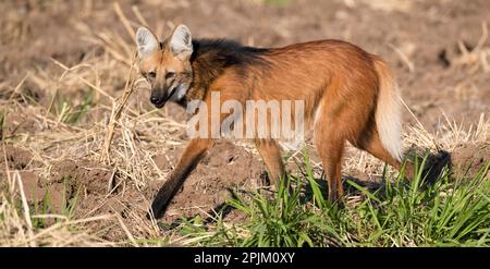 Maned Wolf, Brasile, Sud America Foto Stock