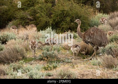 Rhea minore, aka Rhea di Darwin, Cile, Sud America Foto Stock