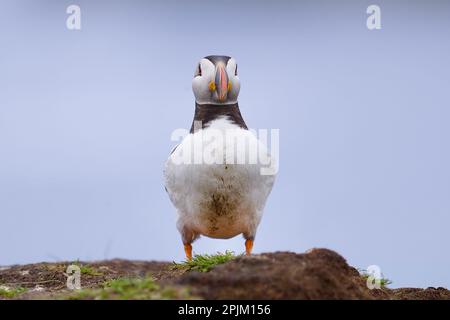 Pulcinelle atlantiche dall'isola lunga nelle isole tresnish al largo dell'isola di mul in scozia Foto Stock