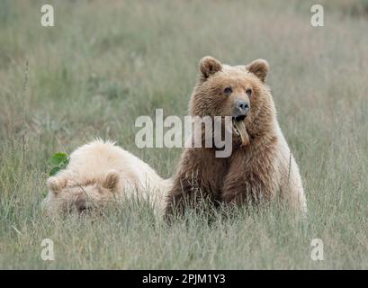 Cucciolo di orso marrone che sporge dalla lingua. Foto Stock