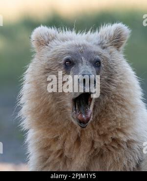 Cucciolo di orso marrone che sporge dalla lingua. Foto Stock