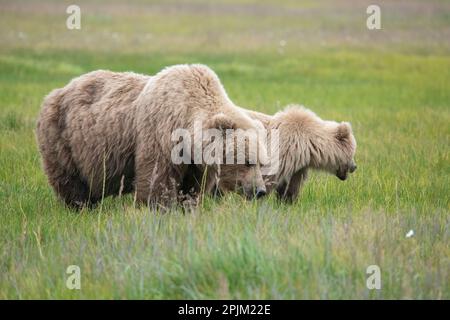 Cucciolo che soggiorna vicino alla mamma in questo campo del lago Clark. Foto Stock