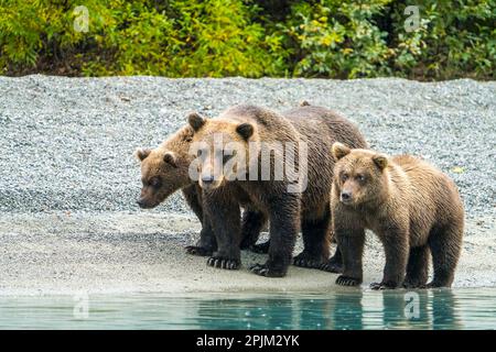 Alaska, lago Clark. Mamma e due cuccioli camminano lungo il litorale. Foto Stock