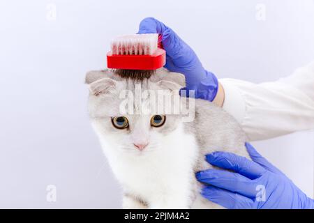 Vet femmina in guanti blu che tengono una spazzola e spazzolano pelliccia di gatto. Vet medico governare il gatto, igiene personale dell'animale. Sfondo bianco. Foto Stock