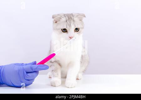 Veterinario femminile in guanti blu che tiene in mano lo spazzolino per gatti. Medico Vet che esamina gattino in ospedale animale. Sfondo bianco. Foto Stock