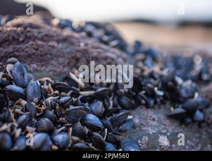 Cozze blu selvatiche che crescono sulle rocce nel mese di novembre durante l'inverno a Woolacombe Beach, North Devon, Inghilterra, Regno Unito Foto Stock