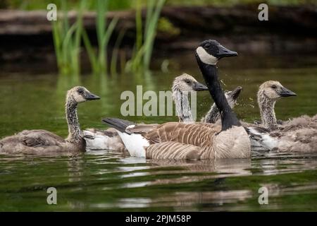 Issaquah, stato di Washington, Stati Uniti. Oche canadesi per adulti e giovani nel Lake Sammamish state Park. Foto Stock