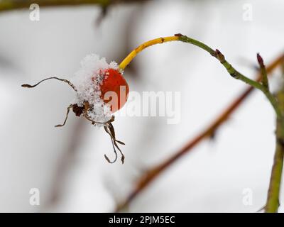 Washington state, Nootka è cresciuta alla moda con la neve Foto Stock