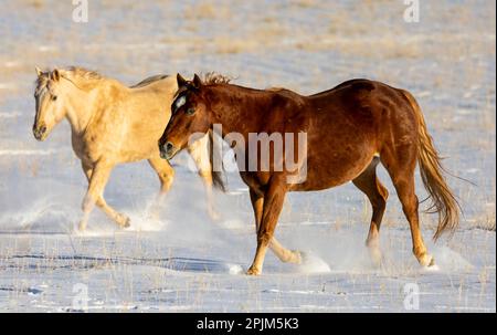 USA, Shell, Wyoming. Hideout Ranch Coppia di cavalli nella neve. (PR,MR) Foto Stock