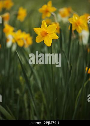 Una splendida vista dei fiori di daffodil in un campo, crogiolandosi al sole in uno sfondo lussureggiante Foto Stock