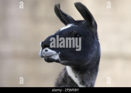 Un Llama bianco e nero su sfondo sfocato Foto Stock