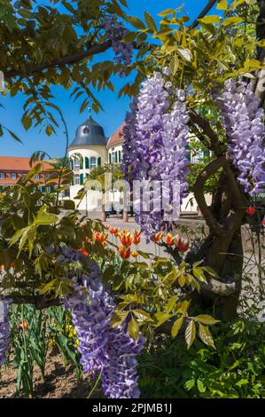 Castello di Bergzabern in Piazza della Duchessa Karoline, Bad Bergzabern, Palatinato, Renania-Palatinato, Germania, Europa Foto Stock