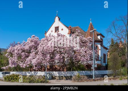 Albero di magnolia fiorente di fronte ad una villa storica, Bad Bergzabern, Palatinato, Renania-Palatinato, Germania, Europa Foto Stock