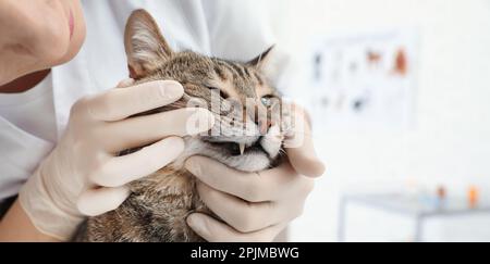 Veterinario professionale che esamina i denti del gatto in clinica, primo piano. Design del banner Foto Stock