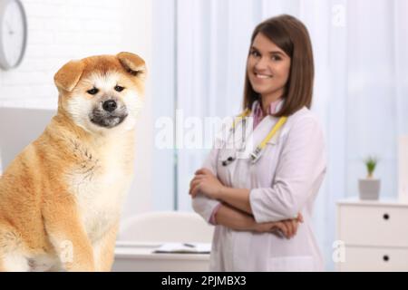 Veterinario doc con adorabile cane in clinica Foto Stock