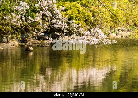 Fiori di ciliegio appesi su un'anatra solitaria e su uno stagno al castello di Akashi in Giappone. Luce solare brillante con i fiori riflessi nella delicata acqua che si tuffa. Foto Stock