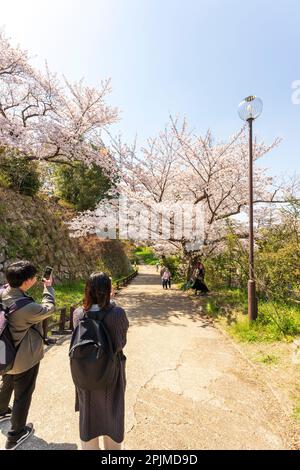 Giovane coppia giapponese che si ferma su un sentiero in pendenza per scattare una foto dei ciliegi in fiore al castello di Akashi in Giappone. Sole luminoso e cielo azzurro con fiori di ciliegio in piena fioritura. Foto Stock