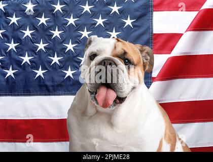 Adorabile cane contro bandiera nazionale degli Stati Uniti d'America Foto Stock