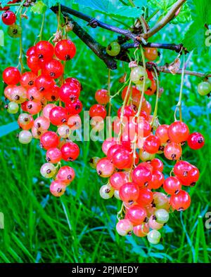 Ribes rosso. Grappoli di bacche rosse mature primo piano Foto Stock
